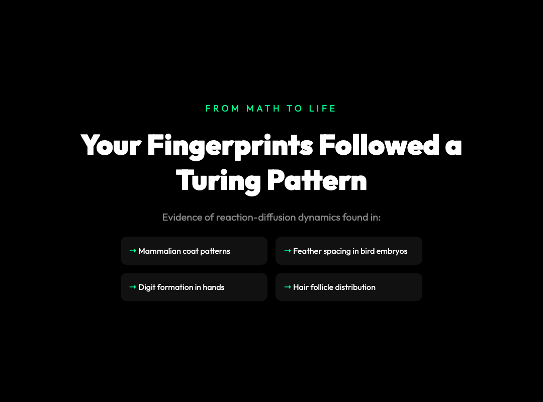Your fingerprints followed a Turing pattern