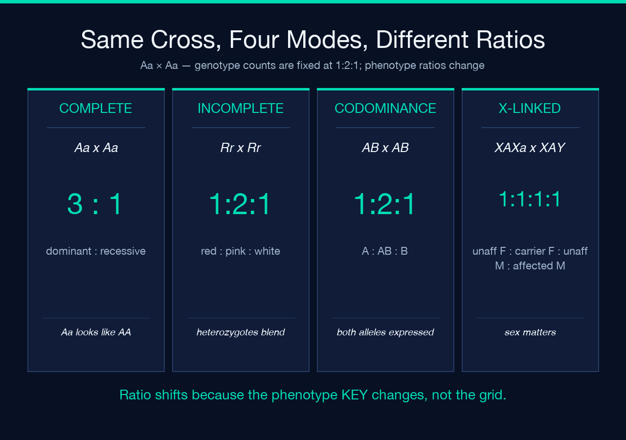 Card: Same cross Aa x Aa with four modes showing phenotype ratios 3:1, 1:2:1, 1:2:1, and 1:1:1:1