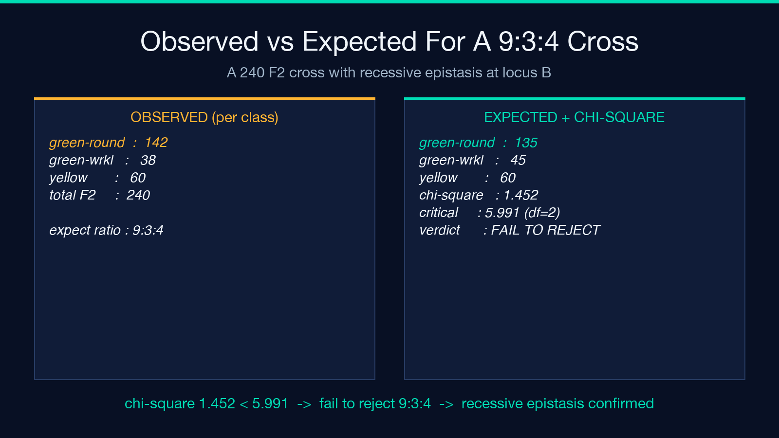 Worked example: 240 F2 offspring in a 9:3:4 recessive-epistasis cross. Observed 142:38:60 against expected 135:45:60. Chi-square 1.452, critical 5.991, fail to reject.