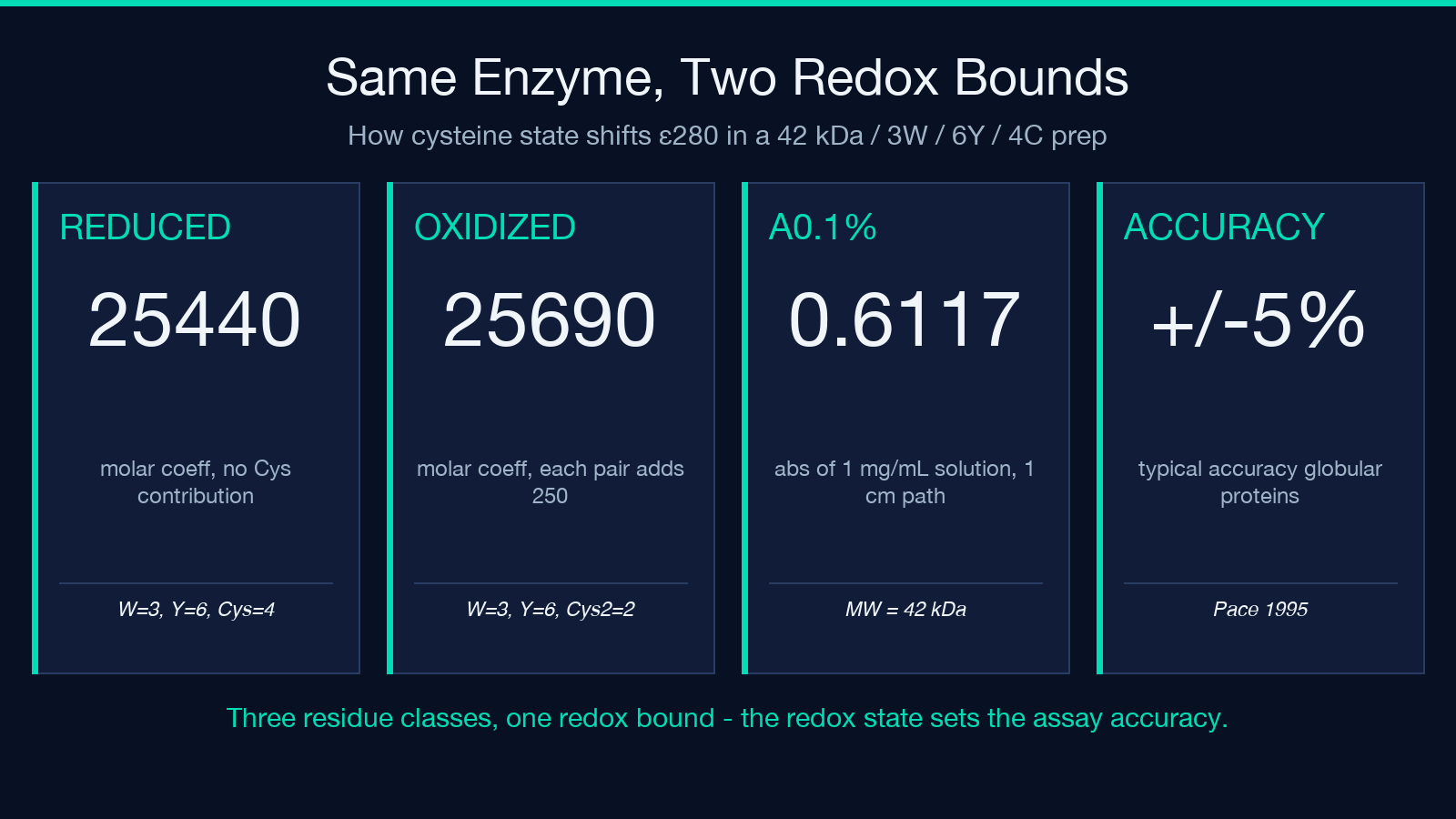 Same enzyme at two redox bounds: 25440 when cysteines are fully reduced, 25690 when fully oxidized as disulfide pairs, 0.6117 A0.1% absorbance at 1 mg/mL in a 1 cm cuvette, with ±5% typical accuracy.